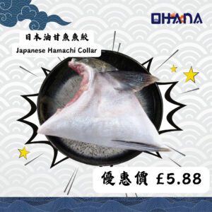 Japanese Hamachi Collar
